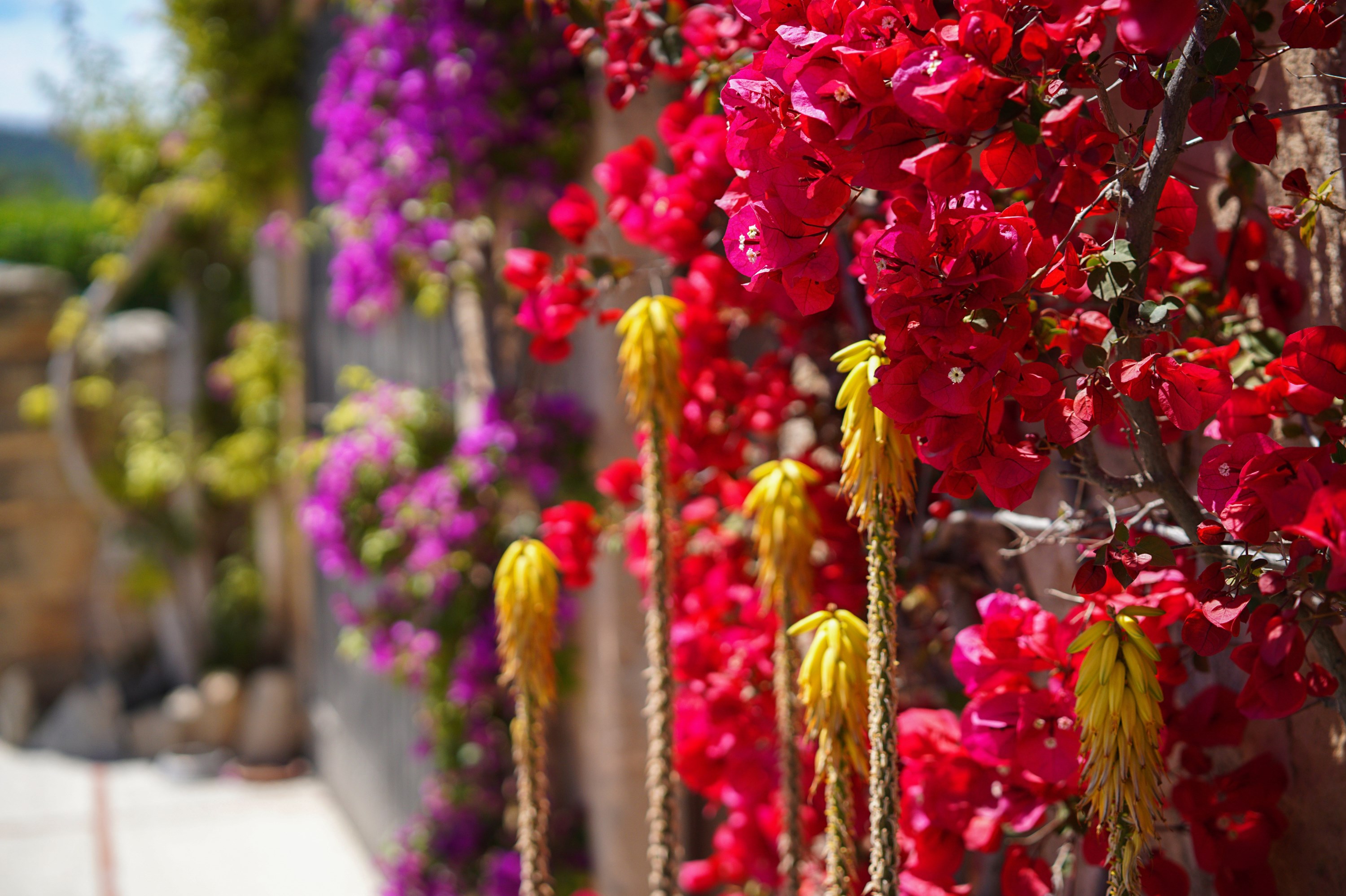 Facade with crimson bougainvillea